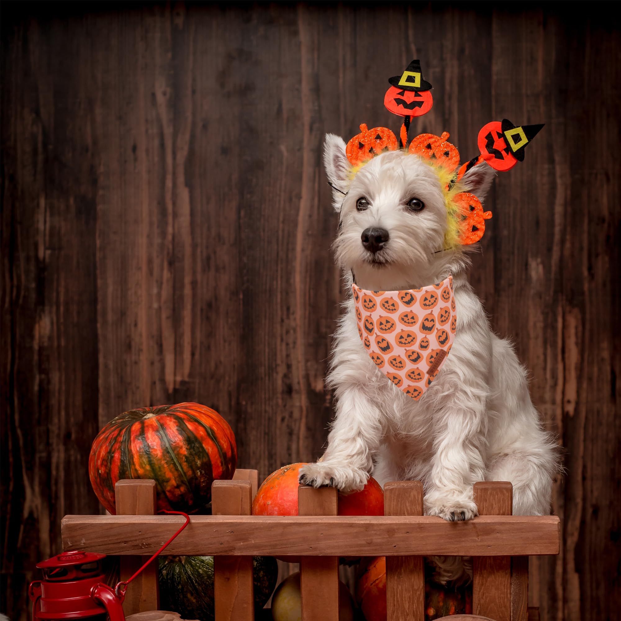 ADOGGYGO Halloween Dog Bandana